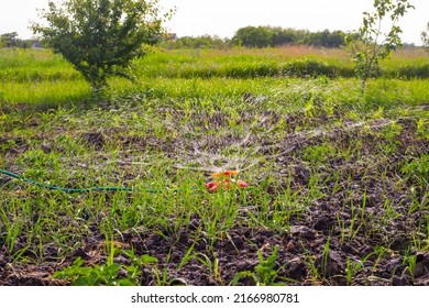 Watering The Garden With A Circular Spray Nozzle On The Hose.