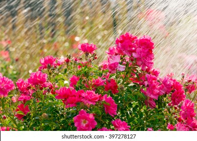 Watering Garden Flowers