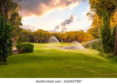 Watering grass in golf course at sunset with beautiful sky. Scenic panoramic view of golf fairway. Golf field with pines