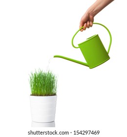 watering green grass with a watering can, isolated on white