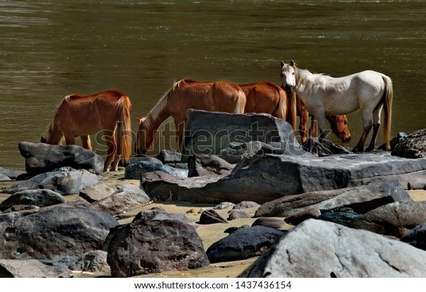 watering-horses-on-katun-river-600w-1437436154.jpg