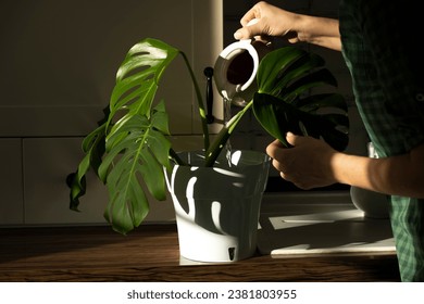 watering house plants on a kitchen, home plant care. spraying with water. garden care. monstera cheese plant. rural life - Powered by Shutterstock