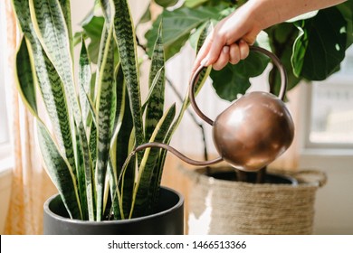Watering Indoor Potted House Plants