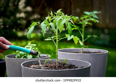 Watering Newly Planted Tomatoes And Potted Basil Growing In A Container Garden