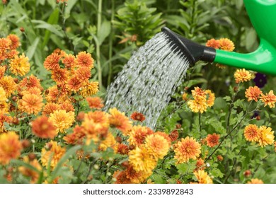 Watering orange yellow chrysanthemum flower with water in watering can on flowerbed in green garden close up - Powered by Shutterstock