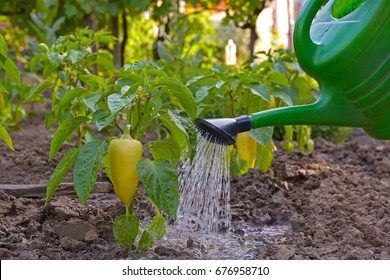 watering peppers in the garden