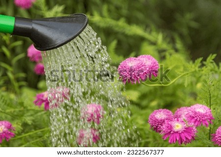 Watering pink flower and green plant in spring summer garden. Watering can with water and flowers on flower bed close up
