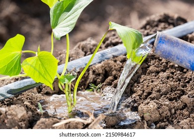 Watering a planted sweet potato sprout in the garden. A farmer plants a young sweet potato seedling in open ground in a garden bed.