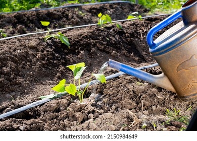 Watering a planted sweet potato sprout in the garden. A farmer plants a young sweet potato seedling in open ground in a garden bed.