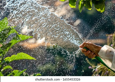 Watering Plants Sun Stock Photo 1655453326 | Shutterstock