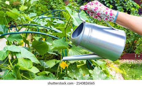 Watering plants in a vegetable garden with a metal watering can close-up. A gardener in gloves waters cucumbers grown on a trellis. Gardening as a hobby and a pleasant leisure. - Powered by Shutterstock