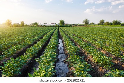 Watering The Potato Plantation. Providing Farms And Agro-industry With Water Resources. European Farming. Agriculture. Agronomy. Growing Crops In Arid Regions. Surface Irrigation Of Crops.