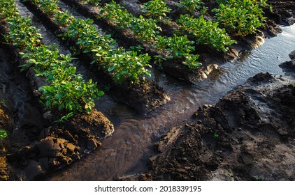 Watering potato plantation with surface irrigation canal with water. European organic farming. Agriculture and agribusiness. Agronomy. Moistening. Supply of harvest with life-giving water - Powered by Shutterstock