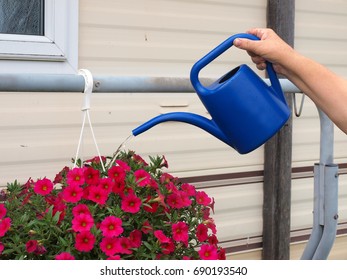 Watering Red Flowers In Hanging Basket From Blue Plastic Can