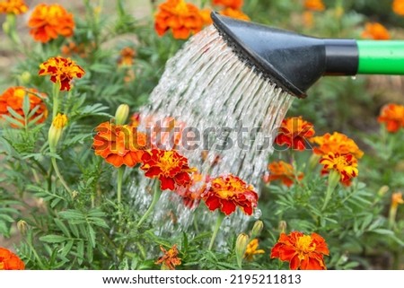Watering red orange tagetes, marigold flower with watering can in garden close up