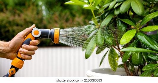 Watering Rhododendron Plant With Garden Water Hose Nozzle. Copy Space