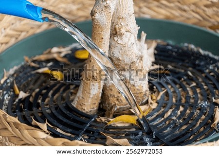 Similar – Image, Stock Photo close up of careful scar after surgery on the body.