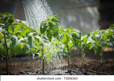 watering seedling tomato