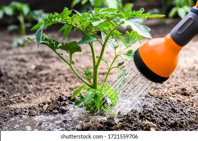 Watering seedling tomato plant in greenhouse garden with red watering can. - Powered by Shutterstock