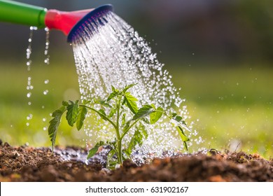 Watering Seedling Tomato Plant In Greenhouse Garden