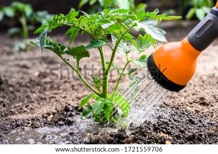 Watering seedling tomato plant in greenhouse garden with red watering can.