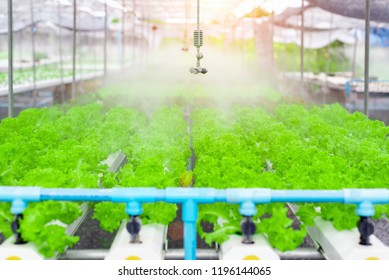 Watering System Vegetables Hydroponics Garden Organic Stock Photo ...