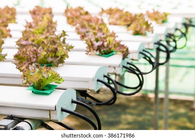 Watering System Vegetables Hydroponics Garden Stock Photo 386171986 ...