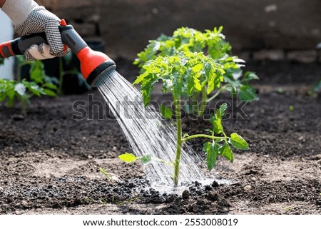 Watering tomatoes in garden. Care of tomato plant during the dry season 