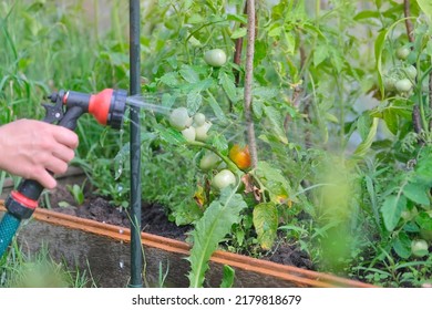 Watering Unripe Growing Tomatoes In A Greenhouse In The Garden With A Water Spray Nozzle, Water Jets Are Flowing