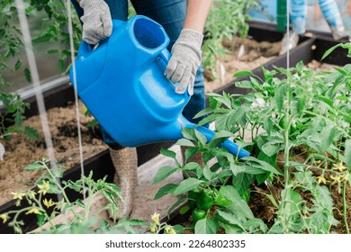 Watering vegetable garden. Close-up woman gardener in gloves waters beds with organic vegetables. Caring for tomatoes plants in home greenhouse. - Powered by Shutterstock