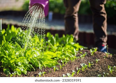 Watering vegetable plants on a plantation in the summer heat with a watering can. Gardening concept. Agriculture plants growing in bed row. - Powered by Shutterstock