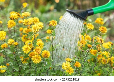 Watering  Yellow Orange Chrysanthemum Flowers With Water In Watering Can In Garden Close Up