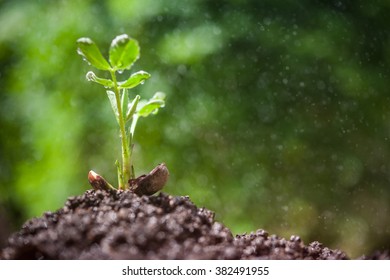 Watering Young Peanut Plant Seedling In Soil.