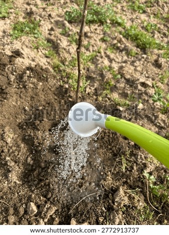 Watering a young tree sapling in soil with a green watering can