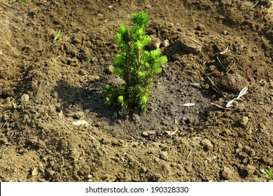 Watering Young Tree In Spring