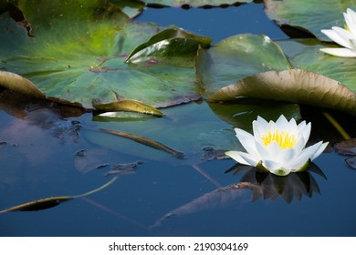 Waterlily flower and lilypads on a pond's surface