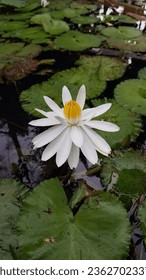 #waterlily #flower #whiteflower #tamanlangsat #publicgarden #garden #jakarta #indonesia