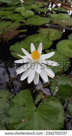 #waterlily #flower #whiteflower #tamanlangsat #publicgarden #garden #jakarta #indonesia