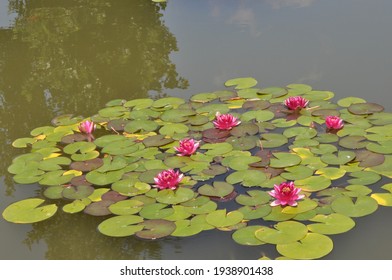 waterlily or lilypads on the pond