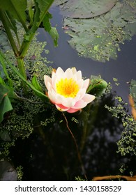 Waterlily, Lotus flower, colorful waterlily, colorful lotus flower, beautiful waterlily, lotus flower in pond.