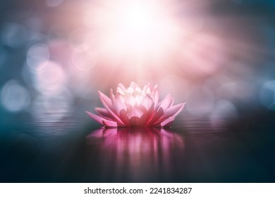 waterlily or lotus flower in sunlight - Powered by Shutterstock