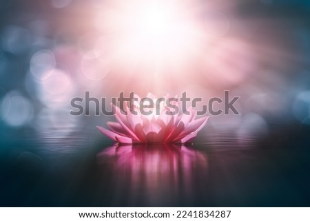 waterlily or lotus flower in sunlight