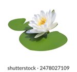 Waterlily or Lotus or Nymphaea flower. Close up white water lily on lotus leaves isolated on white background.