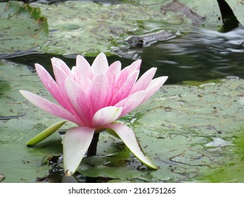 Waterlily In Monet's Garden In Giverny