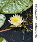 Waterlily on Bear Lake. Lake Louisa State Park, Clermont, FL