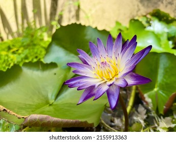 Waterlily in pond. Purple waterlily flower, selective focus with copy space