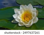 Waterlily in pond water. Water lily. White water lily. Water lily in summer pond