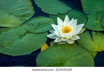Waterlily in pond water. Water lily. White water lily. Water lily in summer pond
