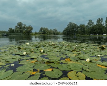 Waterlily in pond water. Water lily. White water lily. Water lily in summer pond - Powered by Shutterstock