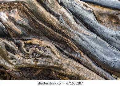 Waterlogged Driftwood